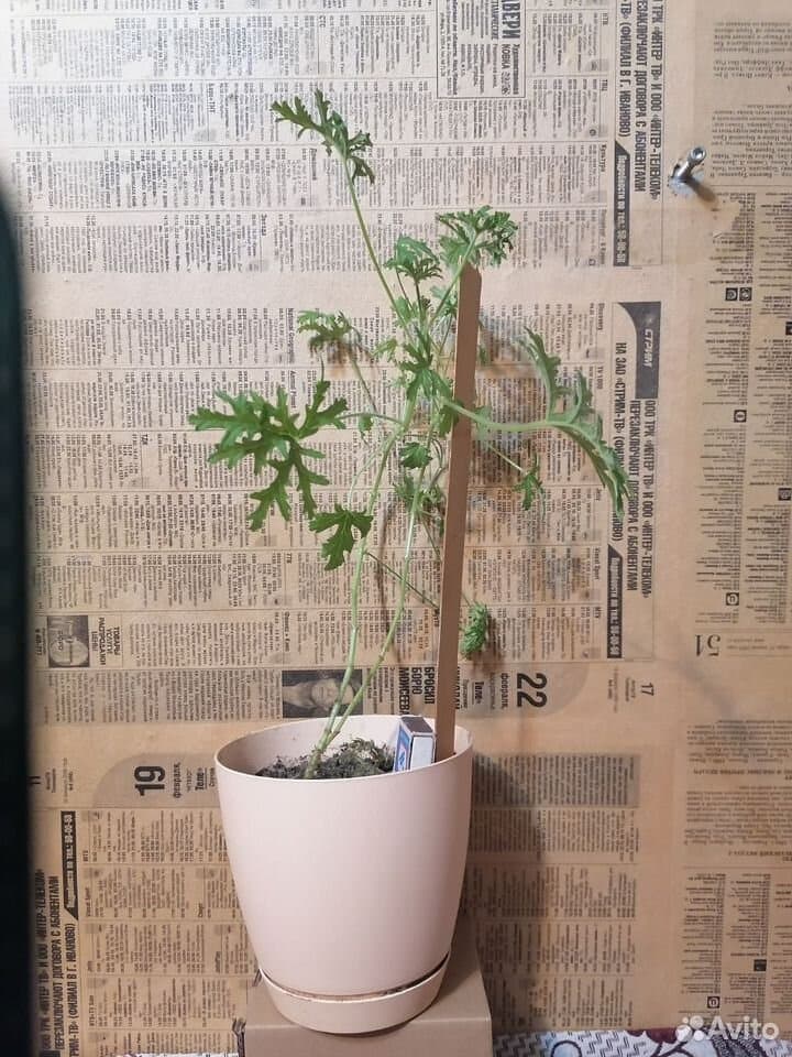 Комнатные цветы