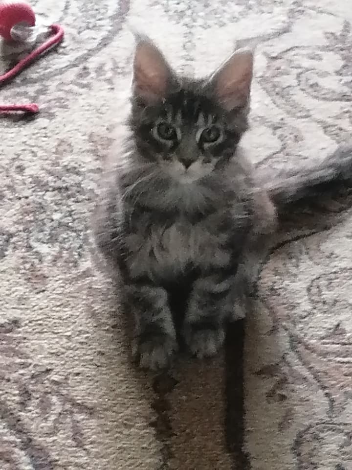Котята мейн кун