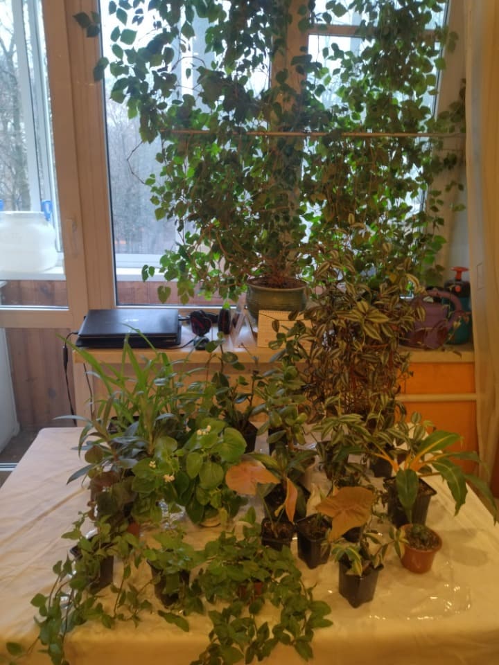 Комнатные неприхотливые растения для начинающих цветоводов