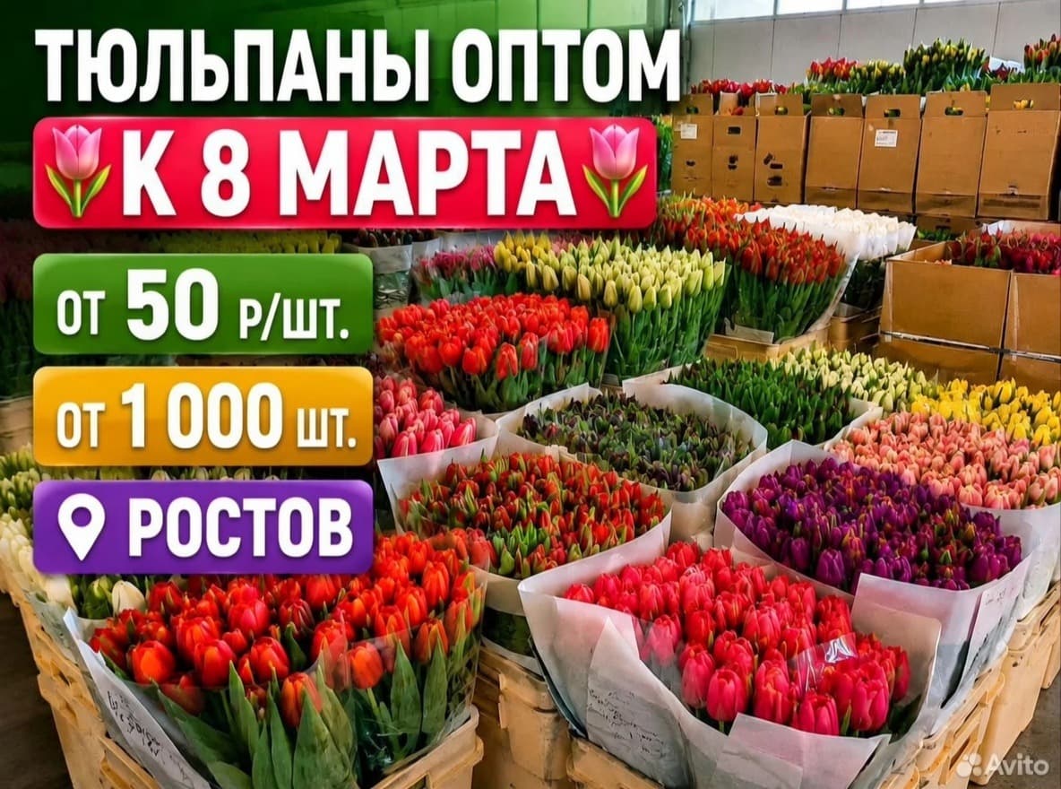 Тюльпан