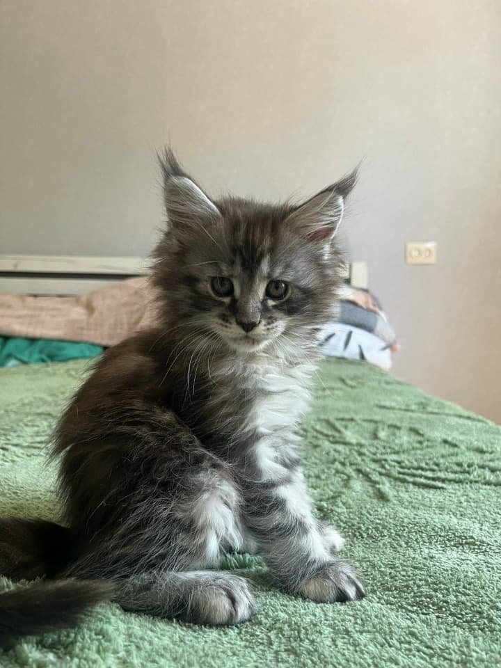 Котята Мейн-Куны