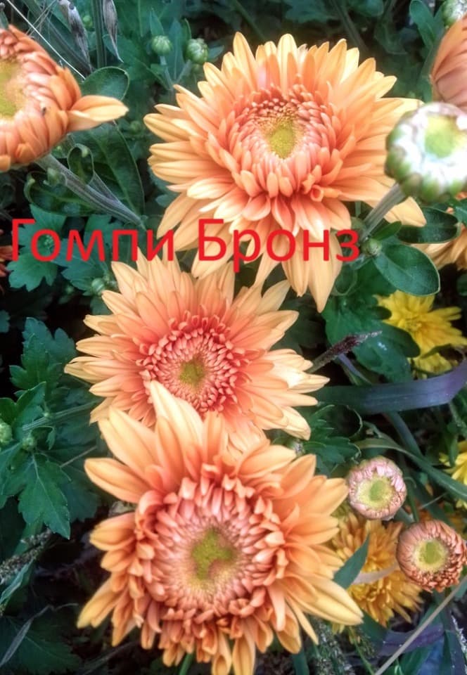 хризантемы корейские