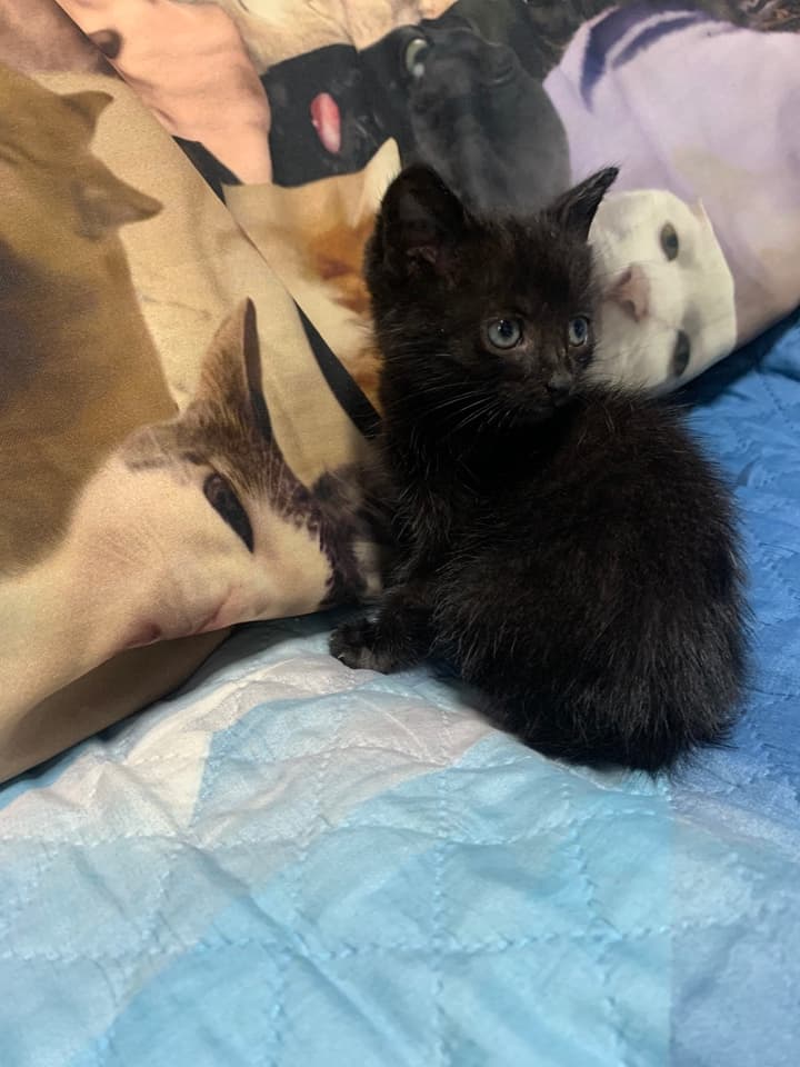Котенок в добрые руки