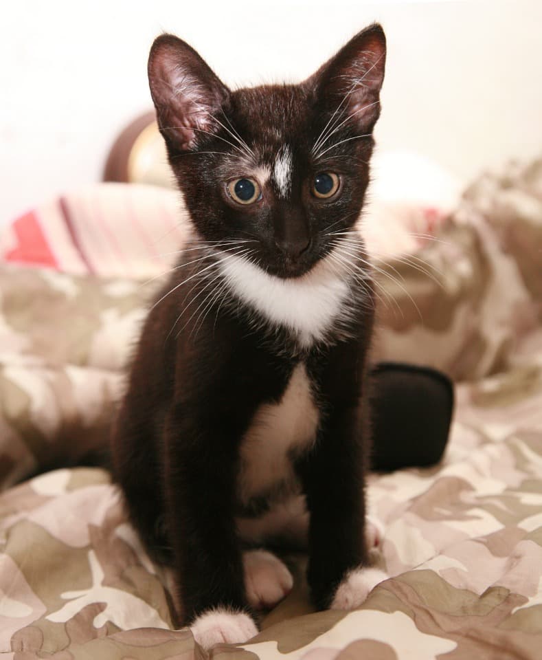 Котенок мальчик