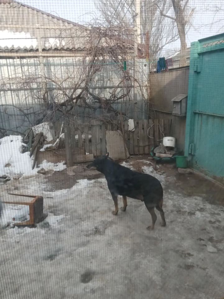 Помогите найти собаку