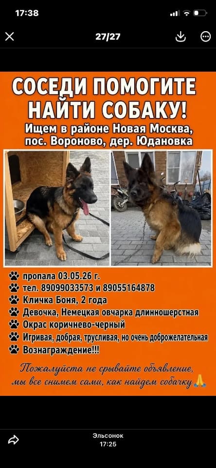 Пропала собака немецкая овчарка