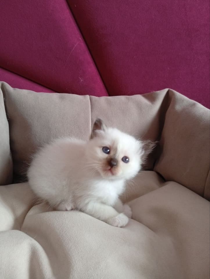 Котята Священной Бирмы