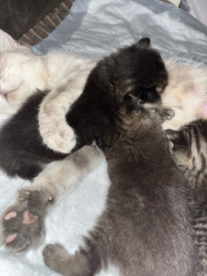 Котята в добрые руки