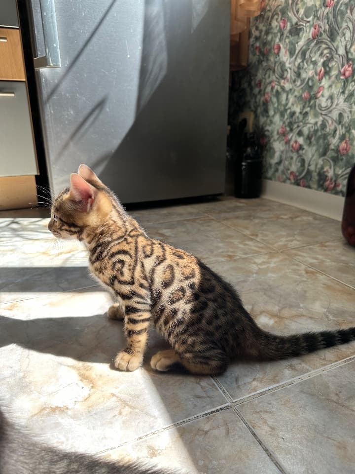 Бенгальский котёнок