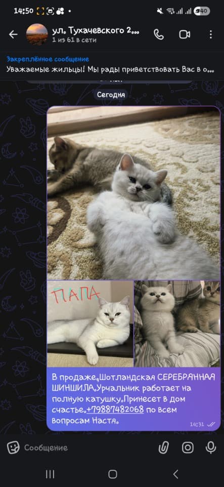 Котенок серебрянная шиншила шотландская
