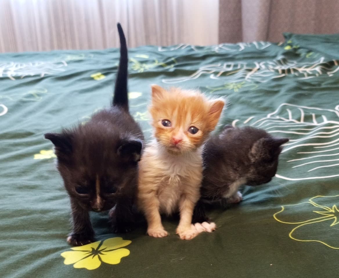 Котята в добрые руки